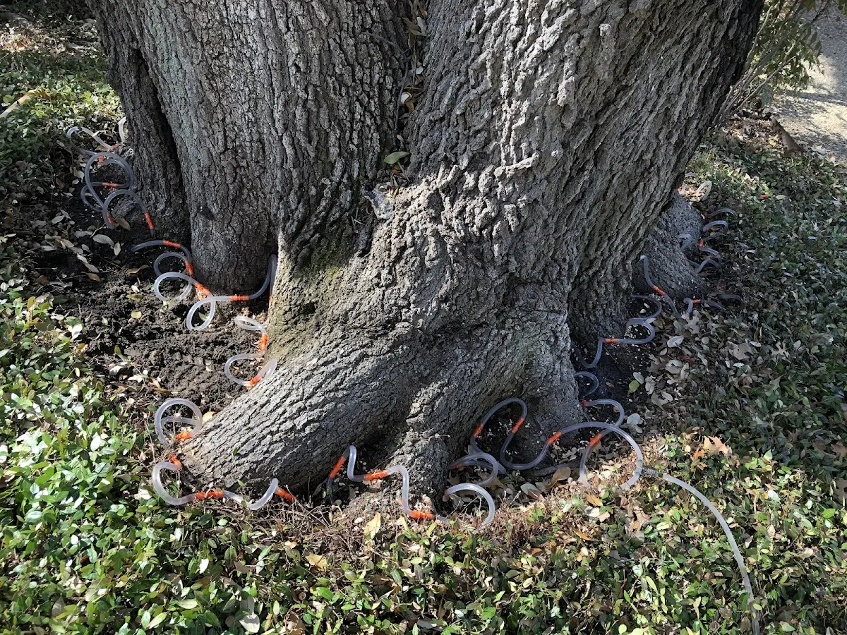 Detailed Tree Cabling and Bracing job site in Parkesburg